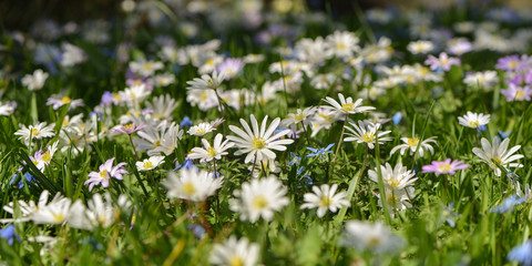 Bunte Frühlingswiese © nounours1