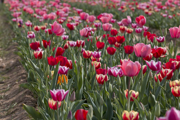 Fototapeta premium Tulipani italiani