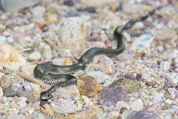 Obraz na płótnie Canvas Snake crawling on rocks