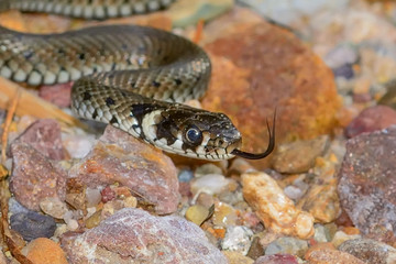 Snake crawling on rocks