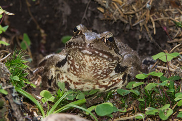 Brown frog sitting in a tree trunk