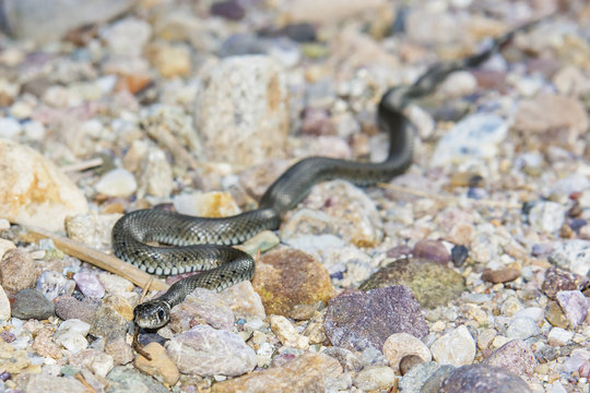 Snake crawling on rocks