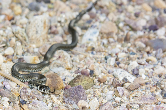 Snake crawling on rocks