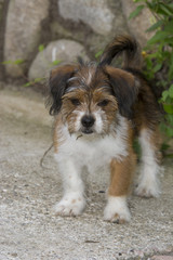 Cute little dog playing and posing for camera