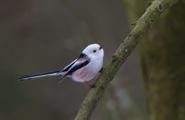 Long-tailed Tit posing in a small black branch in winter 