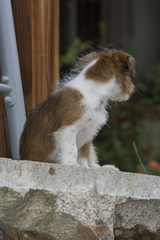 Cute little dog playing and posing for camera