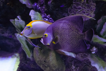 Fototapeta na wymiar fish from the red sea