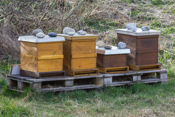 Bienenk&ouml;rbe in der Natur, Zeidelwesen, Imker