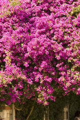Fototapeta premium Beautiful flowers of Israel.