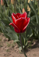 Tulipani italiani