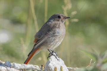 Sparrow sitting on a rock