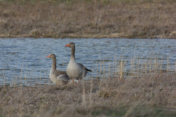 Zwei Wildgänse am Krenmoosbiotop in Karlsfeld
