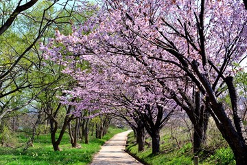 Obraz premium 北上展勝地