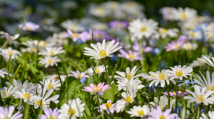 Bunte Frühlingswiese