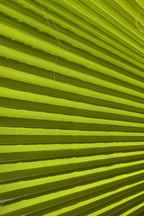 Texture of palm leaves in natural light