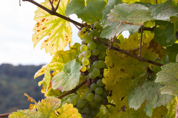 Weintrauben vor der Ernte