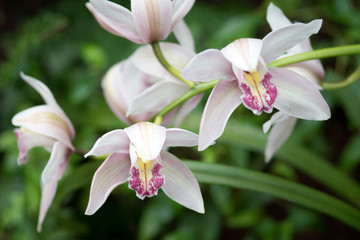 Closeup of Orchids flowers