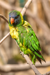 Beautiful and colorful Lorakeet