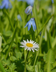 Gänseblümchen im Frühling