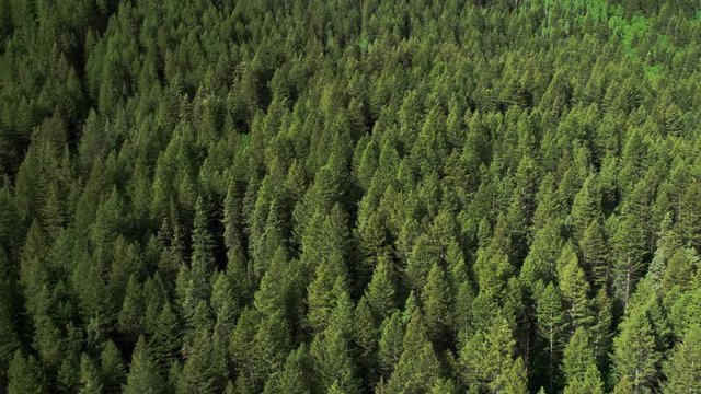 Aerial panning view of pine tree forest.