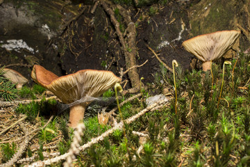 Brown mushrooms in different shapes and sizes