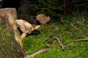Brown mushrooms in different shapes and sizes
