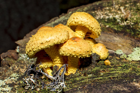 Yellow mushrooms in different shapes and sizes