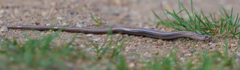 Slow Worm laying on sand in full length 