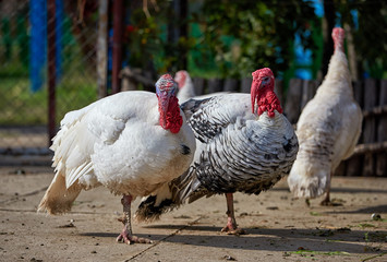 turkeys on the peasant yard