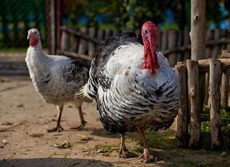 turkeys on the peasant yard