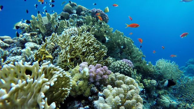 Video shooting at a shallow depth. The corals and tropical fish.