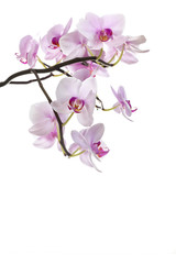 Fototapeta na wymiar Pink orchid flower.