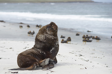 Large male Southern Sea Lion (Otaria flavescens) resting on a sandy beach on the coast of Sealion Island in the Falkland Islands.