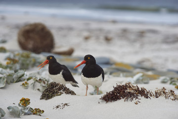 Magellanic Oystercatchers (Haematopus leucopodus) resting amongst Sea Cabbage plants (Senecio...