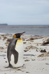 King Penguin (Aptenodytes patagonicus) standing on a sandy beach on Sealion Island in the Falkland Islands.