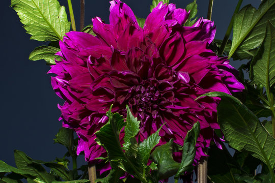 Fototapeta Purple dahlia isolated on garden background