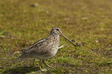 Magellanic Snipe (Gallinago paraguaiae magellanica) partially hidden in a grassy meadow on Sealion Island in the Falkland Islands.