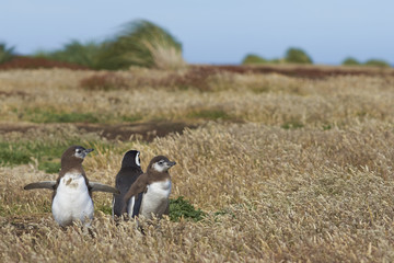 Adult Magellanic Penguin (Spheniscus magellanicus) with two nearly fully grown chicks next to its burrow in a grassy meadow on Sealion Island in the Falkland Islands.