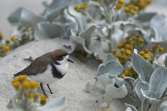 Two-banded Plover (Charadrius falklandicus) foraging amongst flowering Sea Cabbage plants (Senecio candidans) on a sandy beach on Sealion Island on the Falkland Islands.