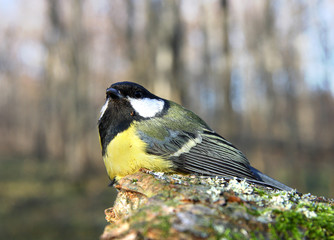 The titmouse sits on a tree