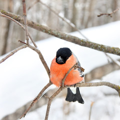 The bullfinch with a red breast
