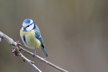 Blaumeise