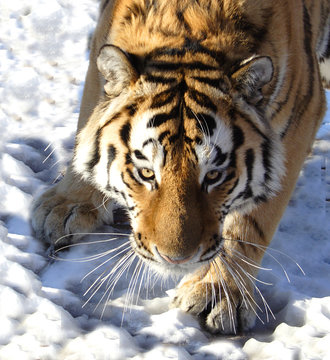 The Amur tiger on snow
