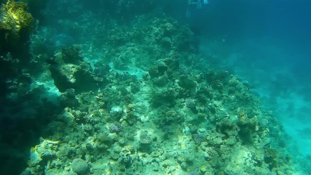 Coral reef under water