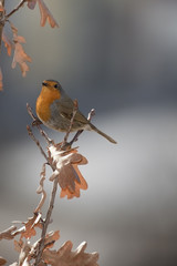 Robin