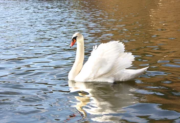 The white swan floats on the lake