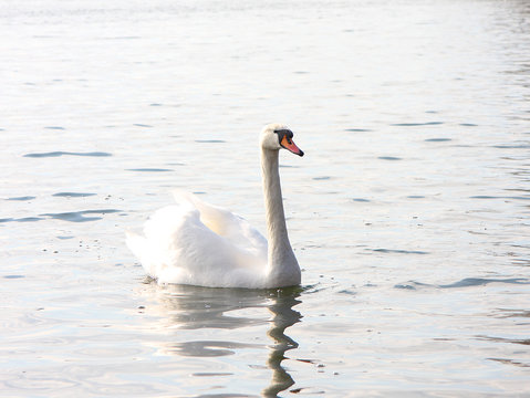 The white swan floats on the lake