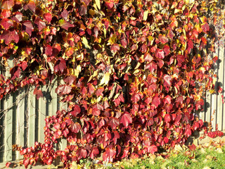  Thornhill the autumn leaves on a fence 2016