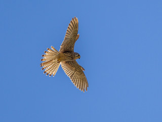 Hovering Kestrel