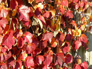  Thornhill the red leaves on a fence 2016